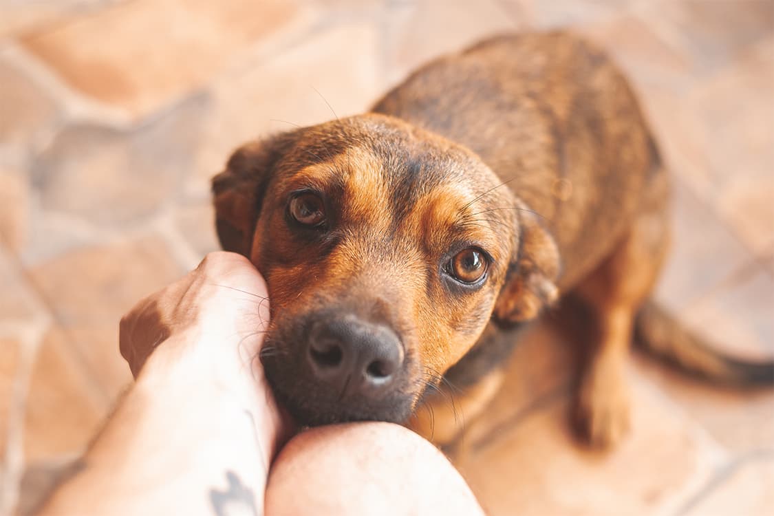 Brun hund ligger hovedet i persons hånd