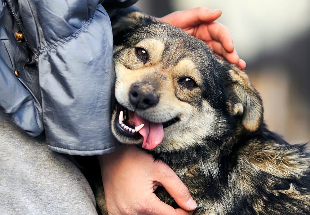 En glad hund bliver klappet på hovedet