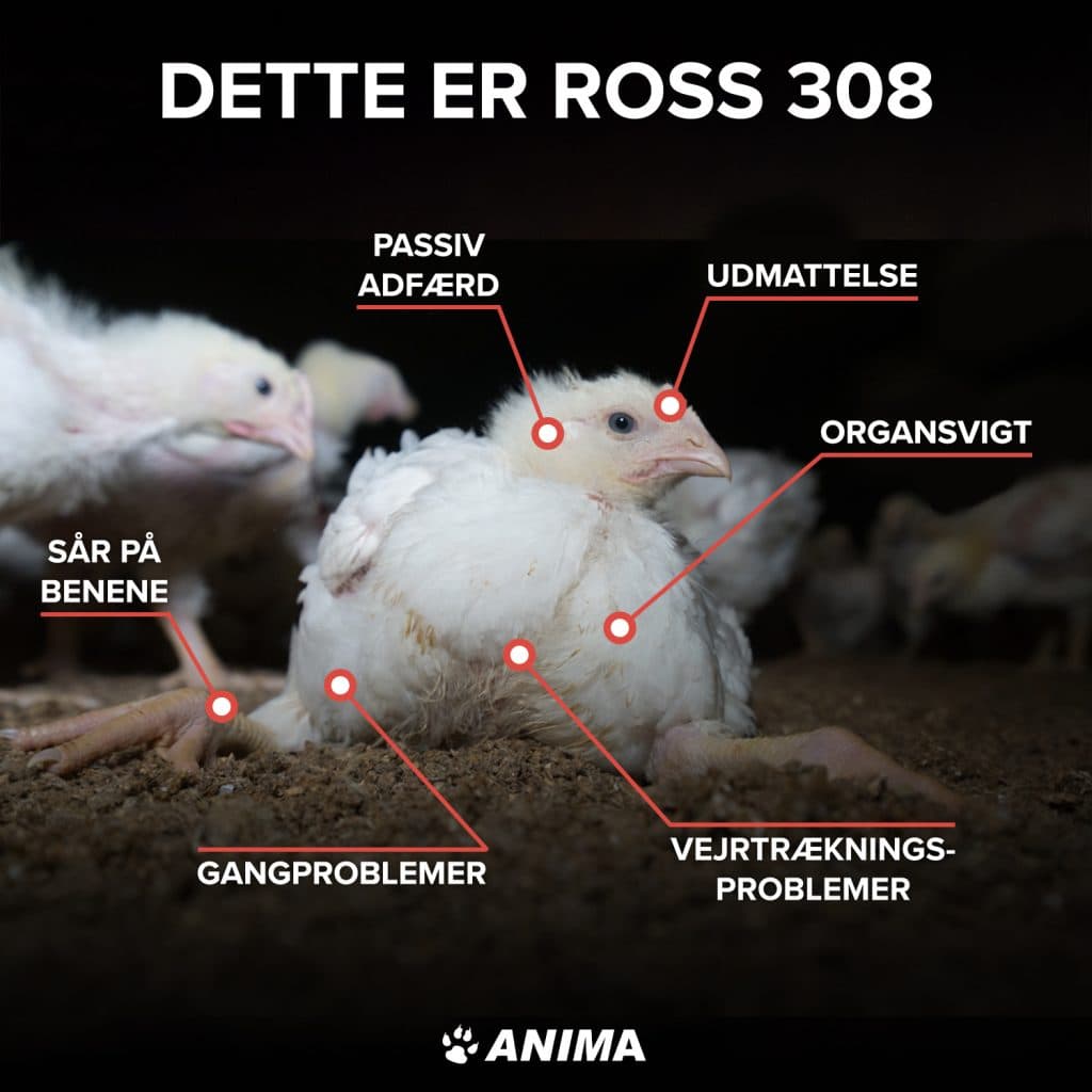 Turbokylling i stald med velkendte velfærdsproblemer