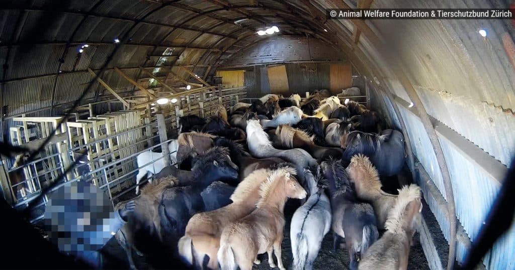 Heste står tætpakket i en stald på Islandsk blodfarm
