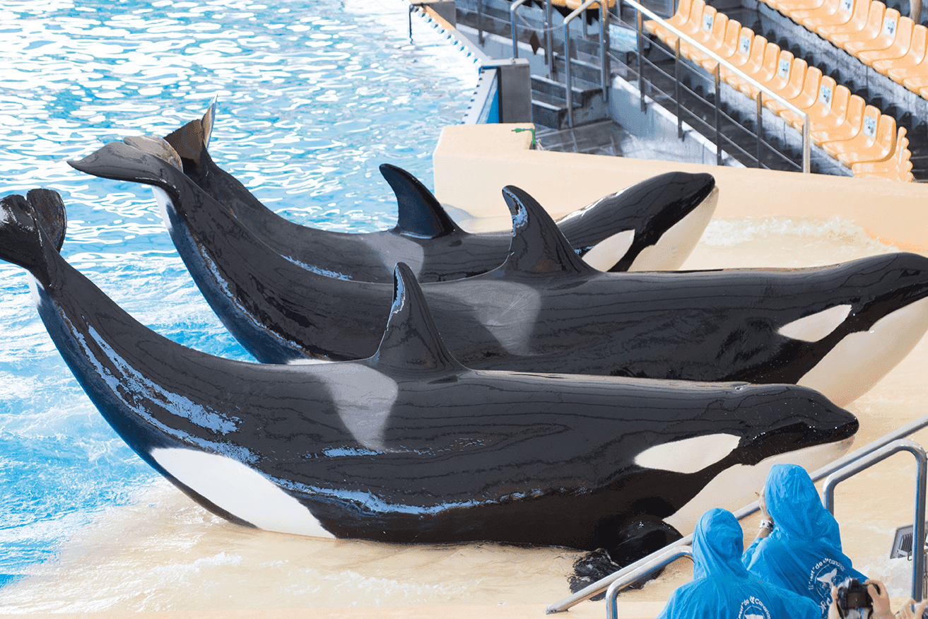 Spæækhuggere optræder i Loro Parque