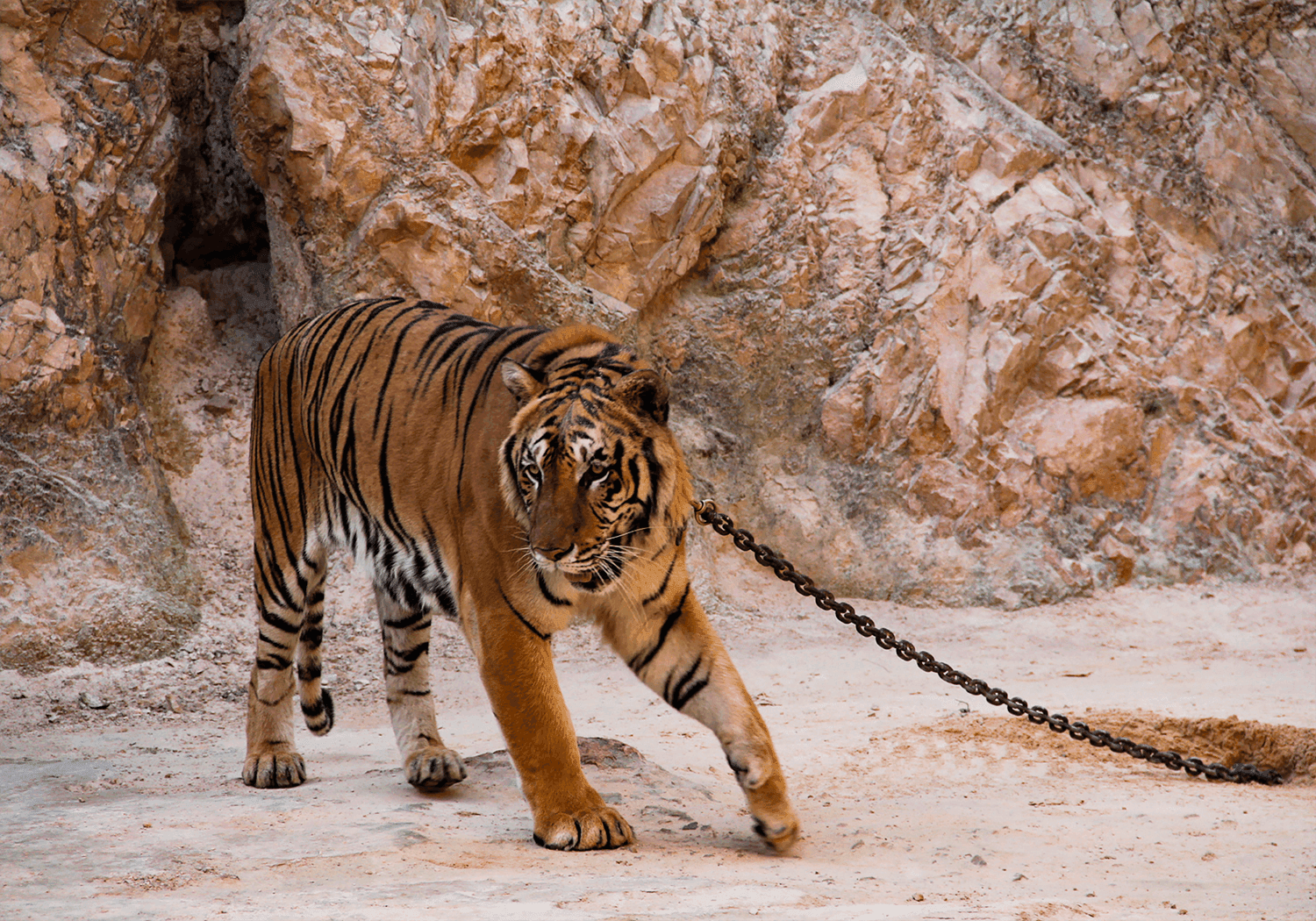 tiger i lænker