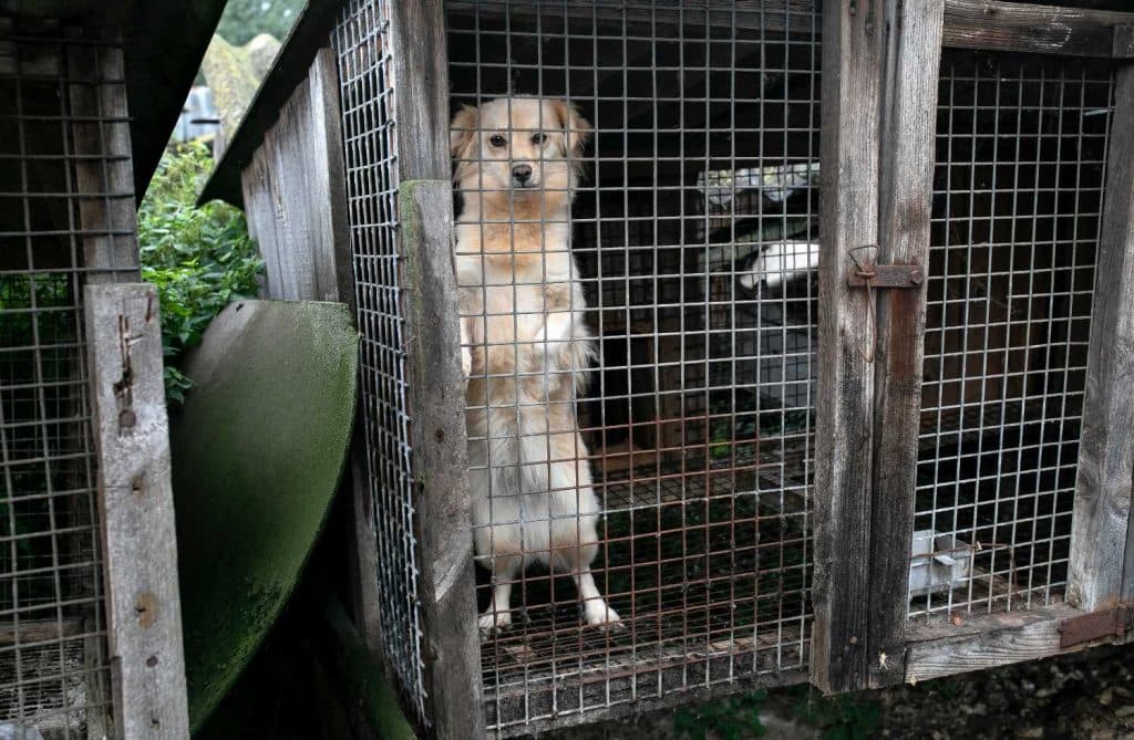 Hund i bur på pelsfarm