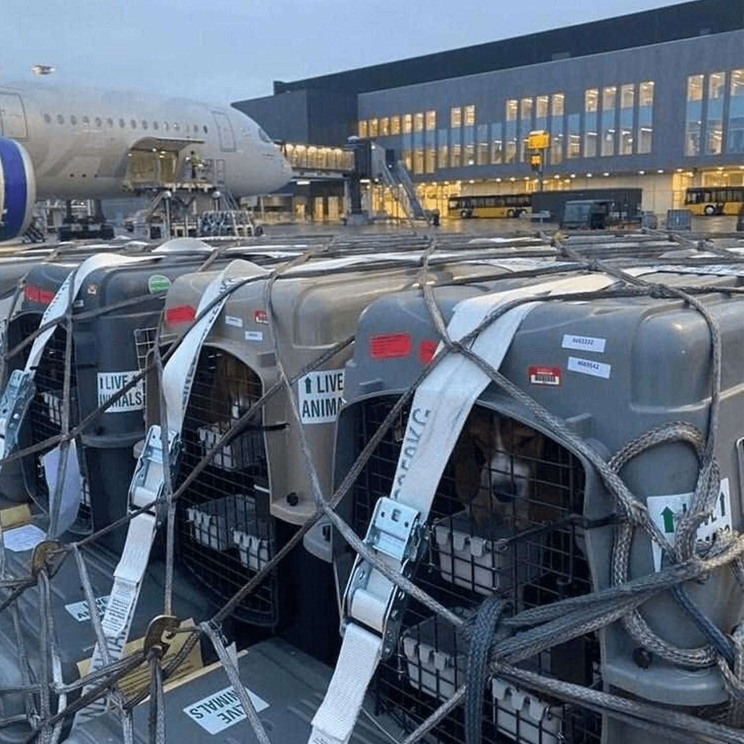 hunde til forsøg i københavns lufthavn