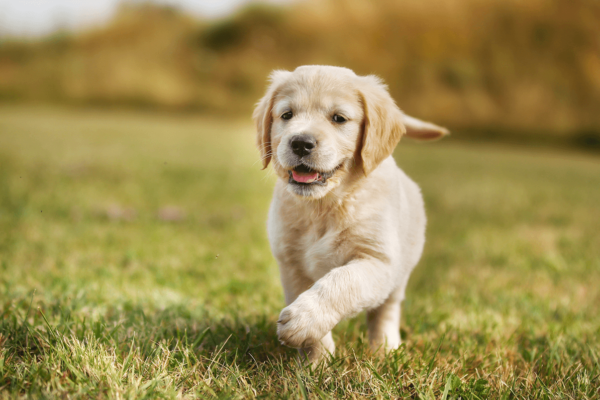 happy puppy