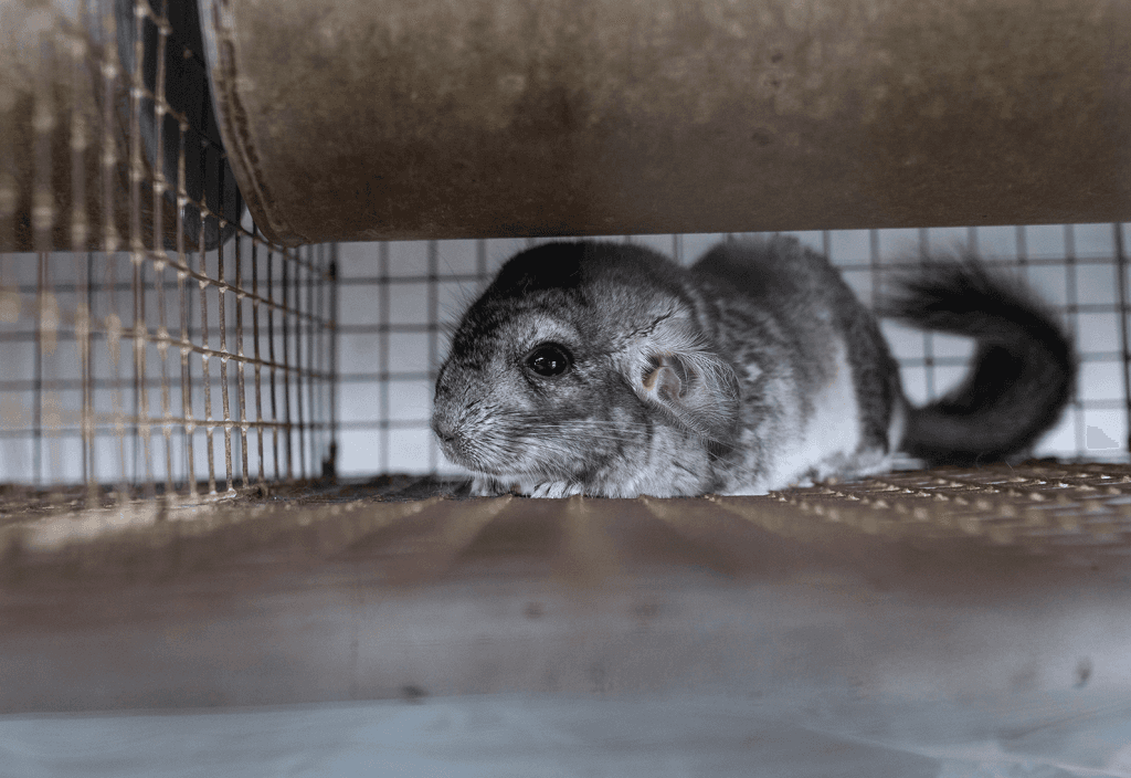 chinchilla i bur