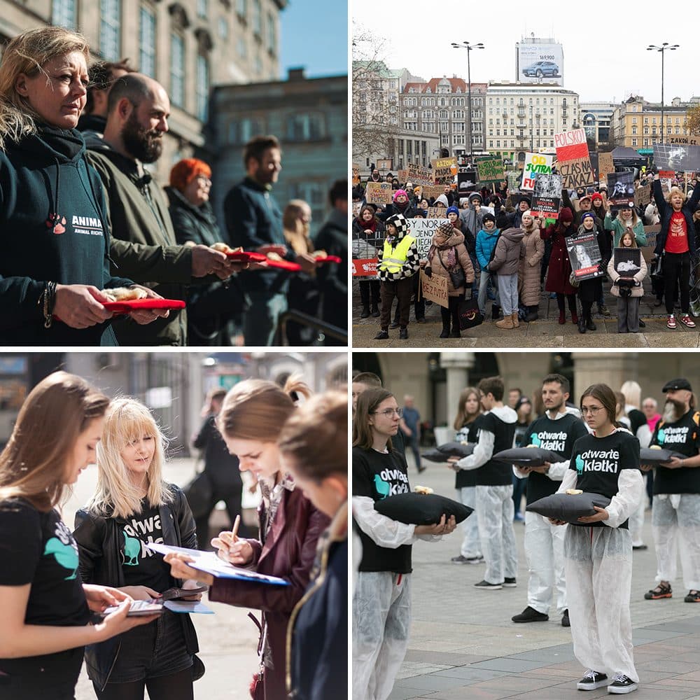 Anima Internationals arbejde med protester