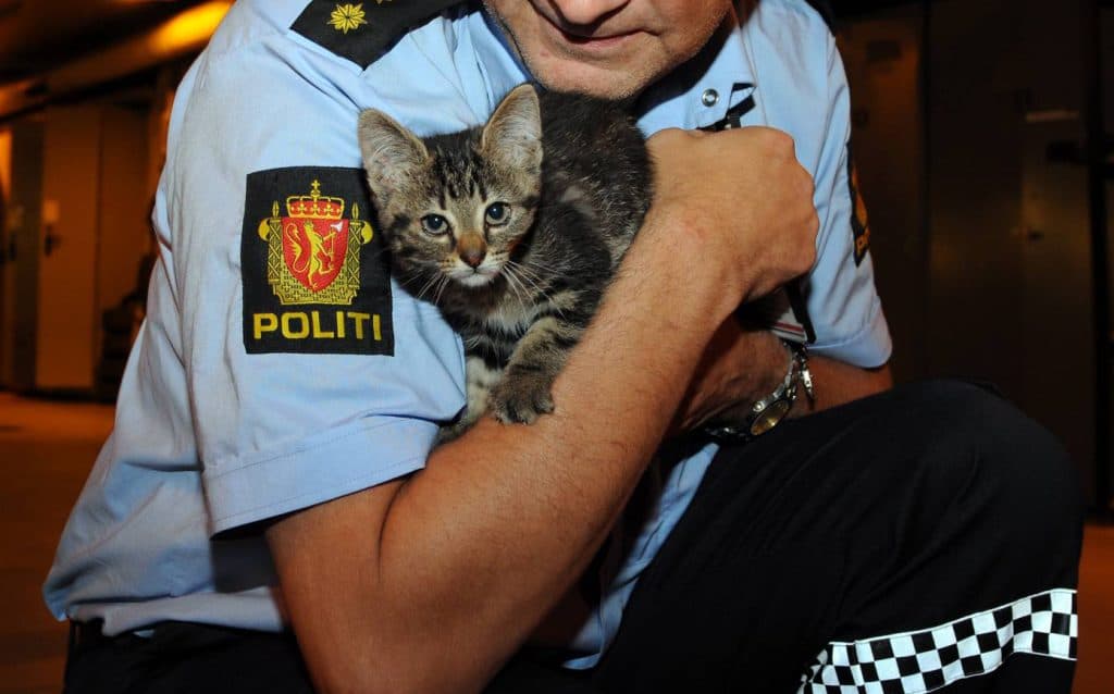 politimand og kat