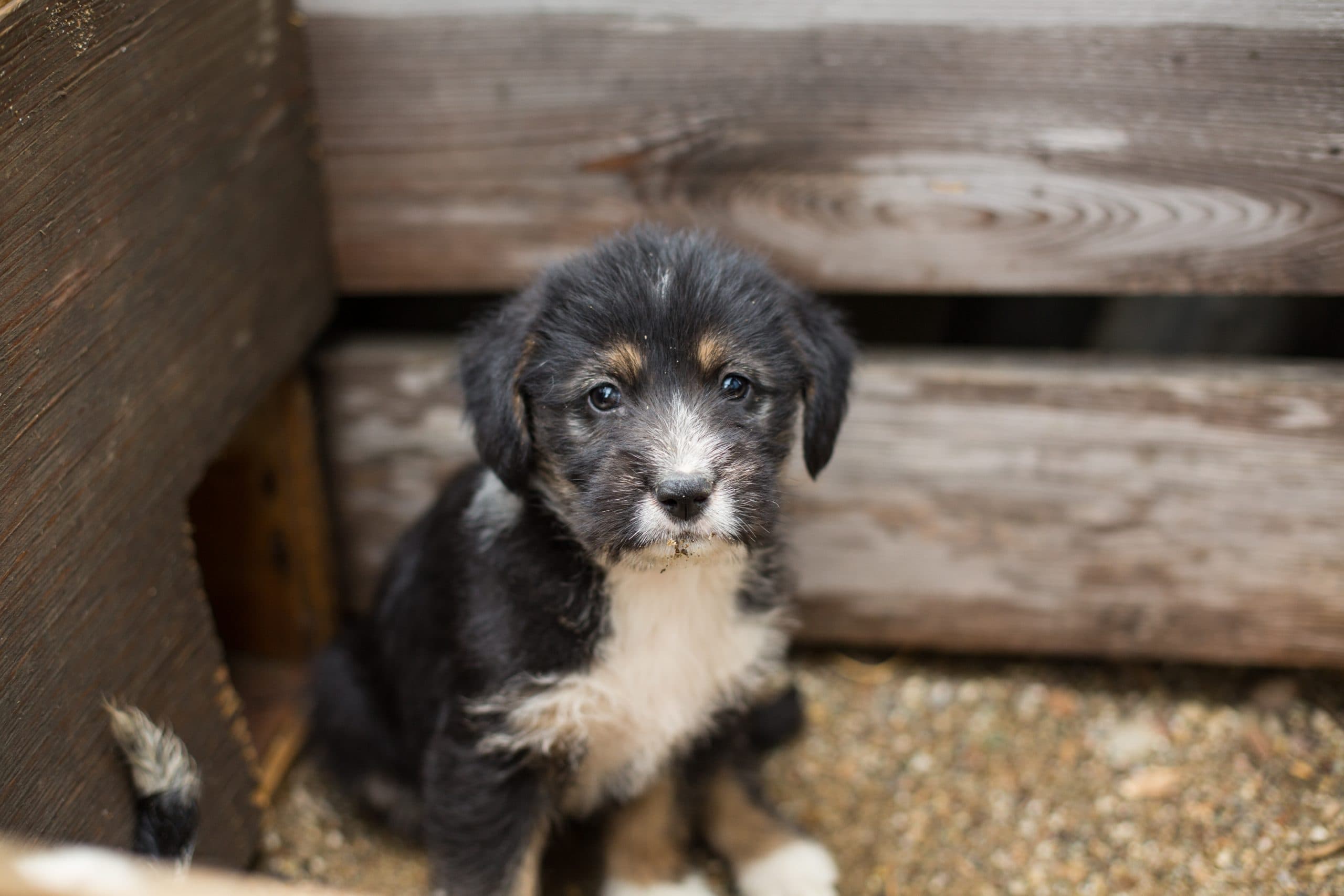 lille hund i kasse