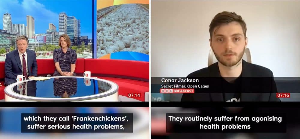 Open Cages i Storbritannien fortæller om turbokylling på BCC