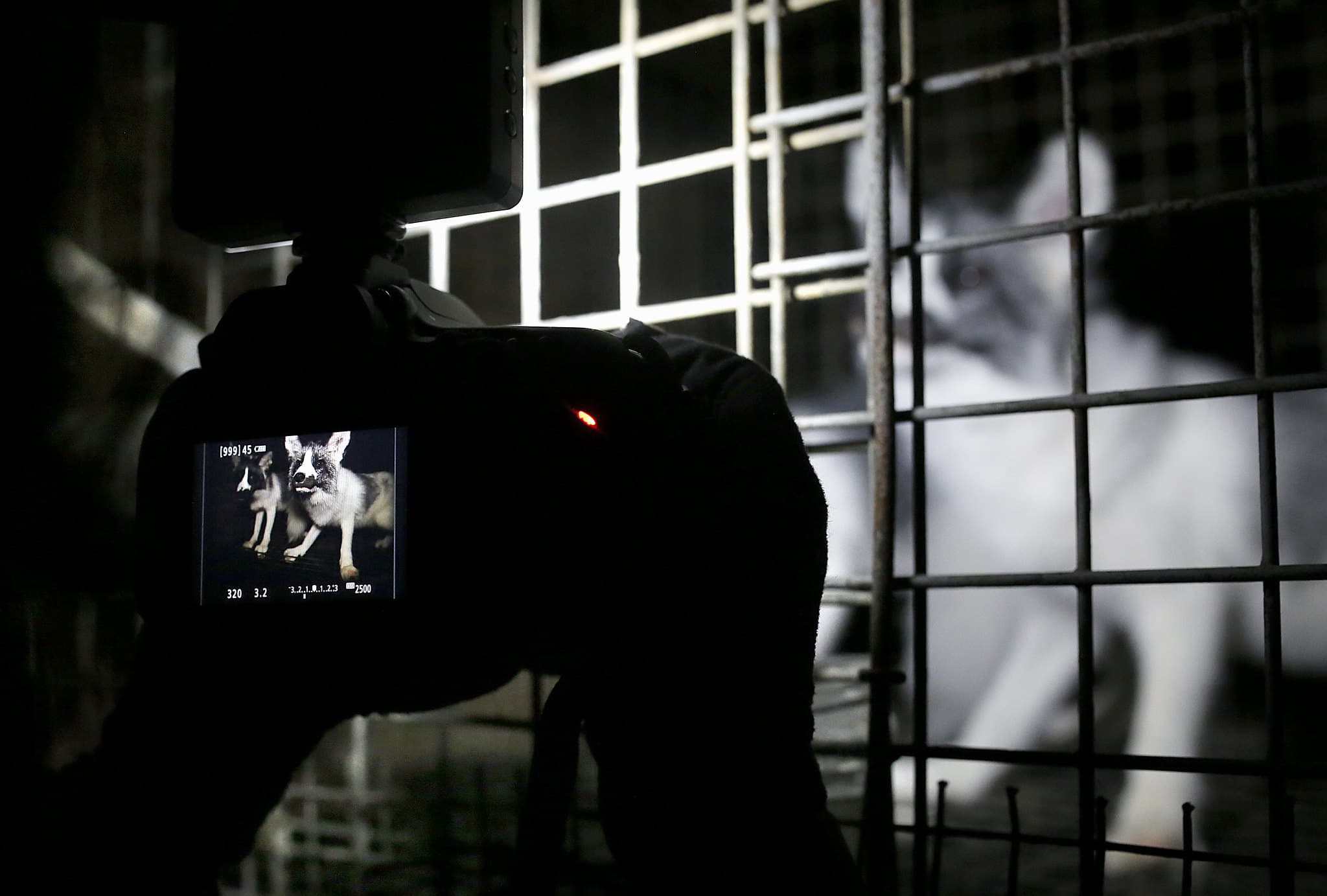 Investigation fotograf tager fotos af ræv på pelsfarm