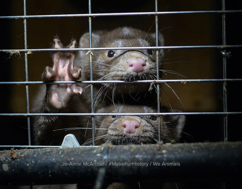 To mink i bur på pelsfarm
