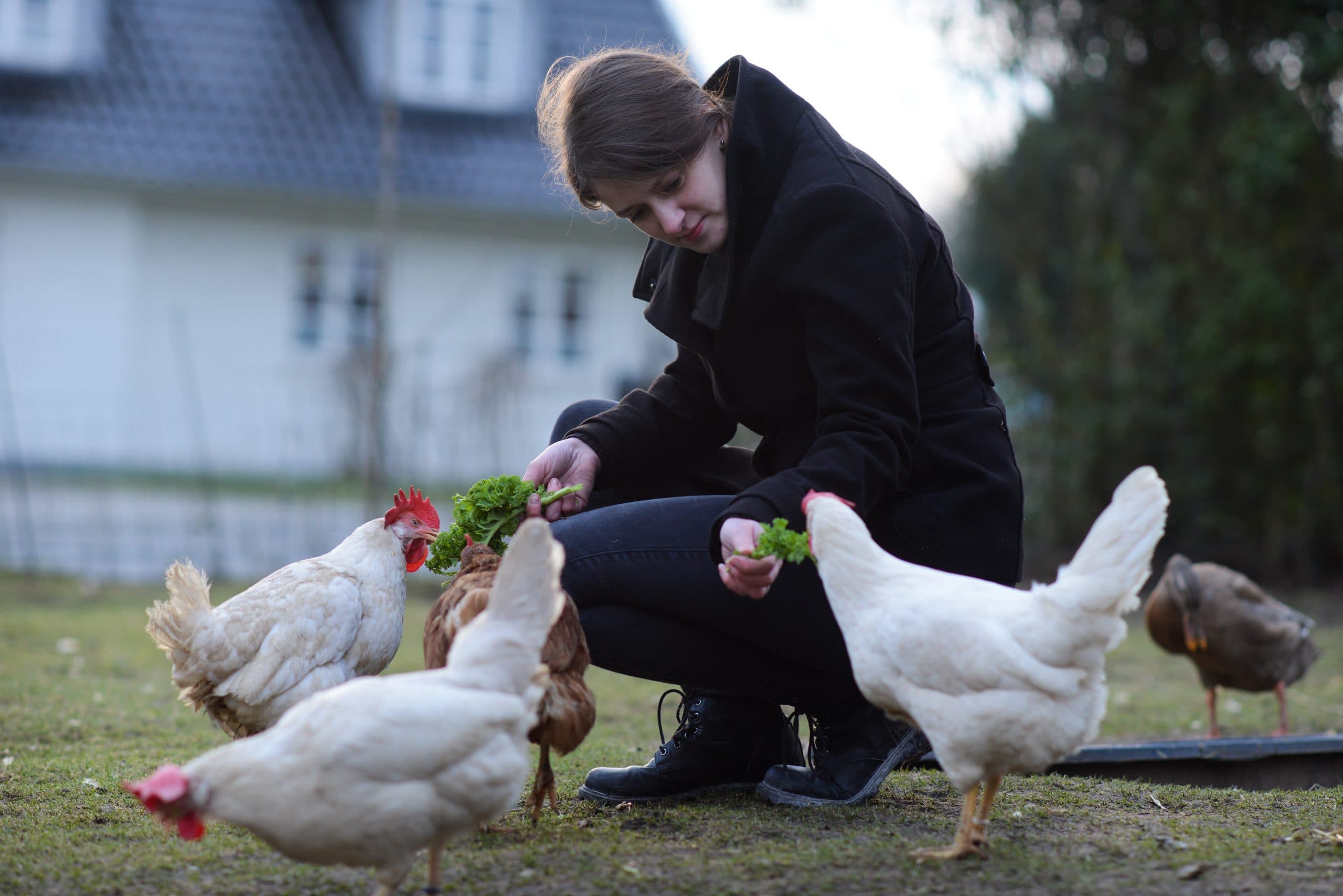 Animas redningschef Lina med reddede burhøns
