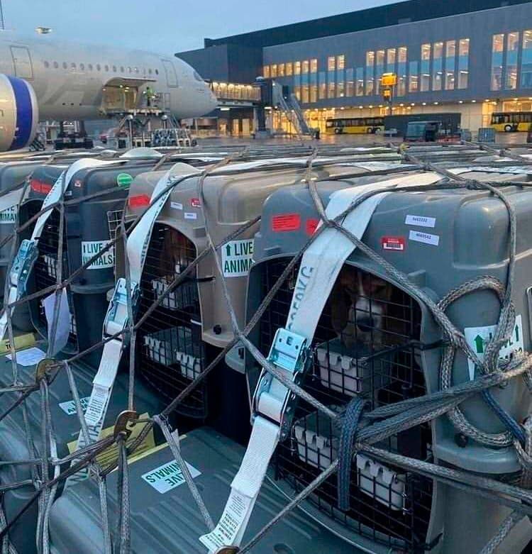 hunde i bur i Københavns Lufthavn