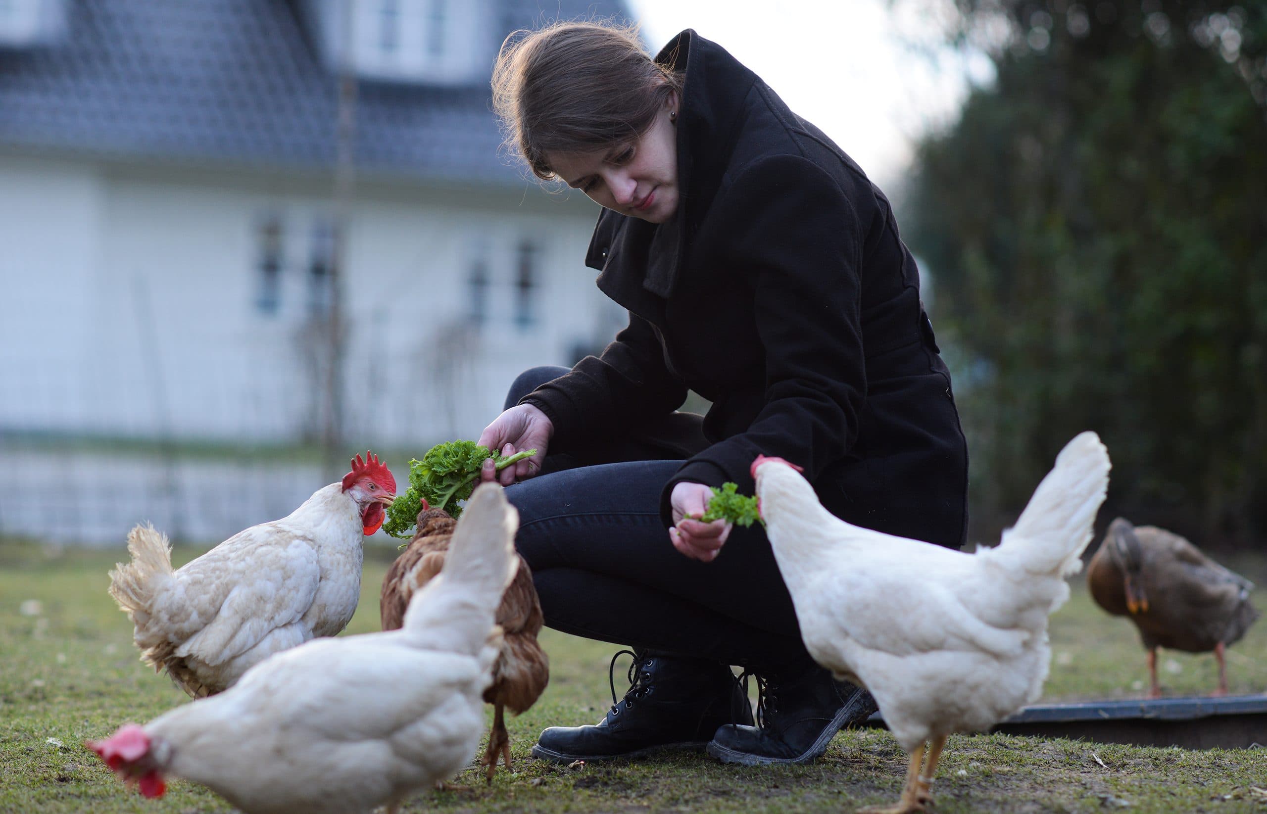 Animas redningschef Lina sammen med høns