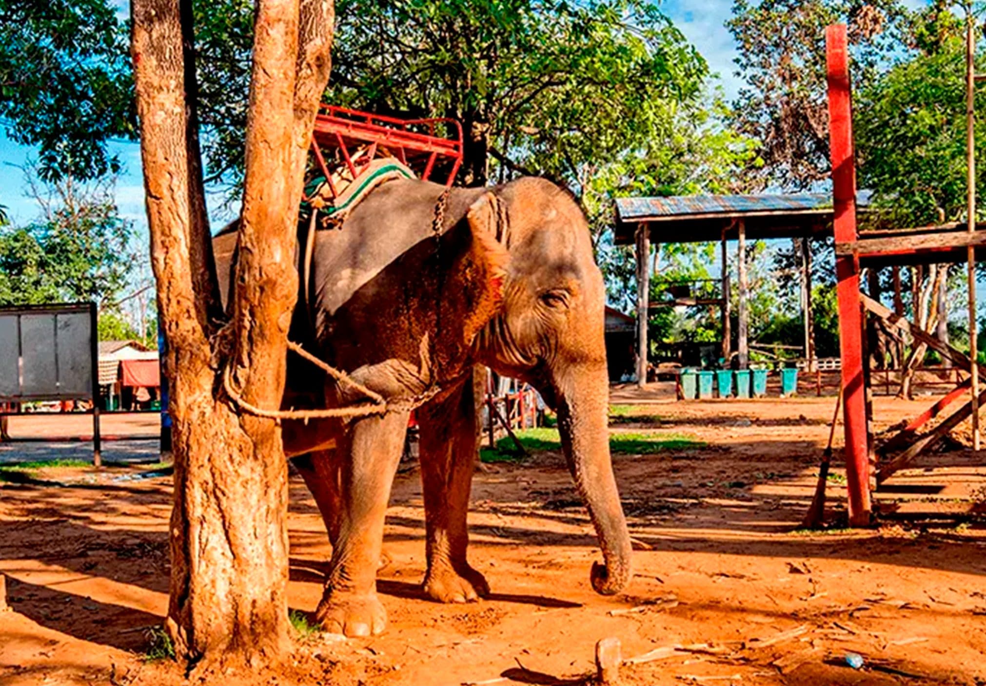 bundet elefant