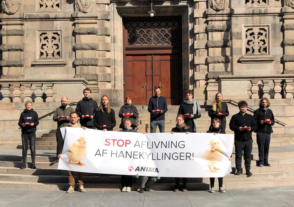 Anima protest mod aflivning af hanekyllinger foran Christiansborg