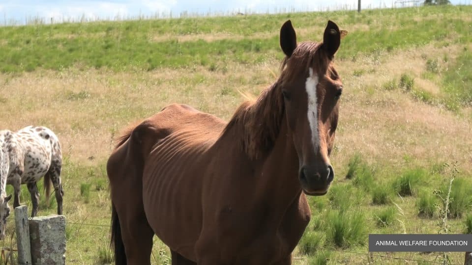 Hest på blodfarm i Sydamerika
